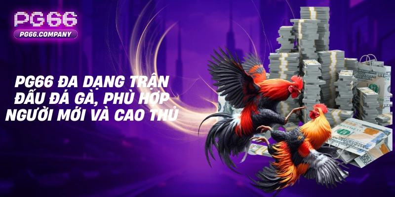 ĐÁ GÀ 2 PG66 đa dạng trận đấu đá gà, phù hợp người mới và cao thủ